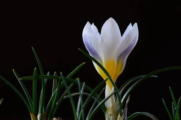 クロッカスは コルムから成長する多年生植物の多くの種を含む虹彩科の開花植物の属です — ストック写真