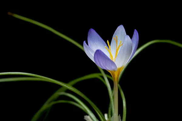 Crocus Een Geslacht Van Bloeiende Planten Uit Iris Familie Bestaande — Stockfoto