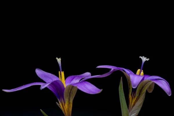 Çiğdem Iris Familyasında Cormlardan Yetişen Çok Yıllık Birçok Bitki Türünü — Stok fotoğraf