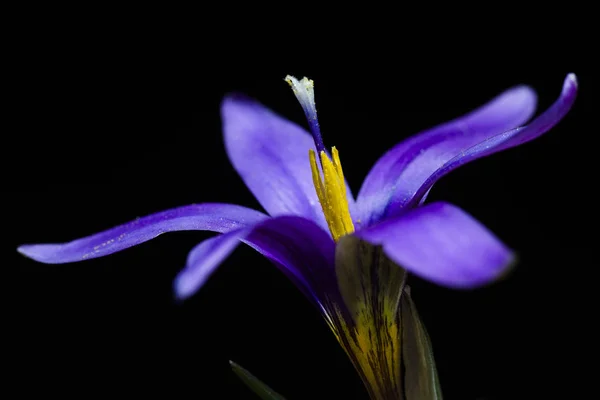 Çiğdem Iris Familyasında Cormlardan Yetişen Çok Yıllık Birçok Bitki Türünü — Stok fotoğraf