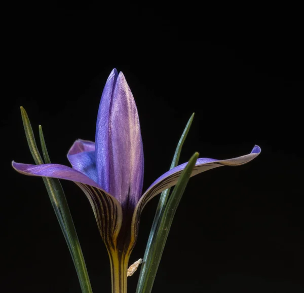 Çiğdem Iris Familyasında Cormlardan Yetişen Çok Yıllık Birçok Bitki Türünü — Stok fotoğraf