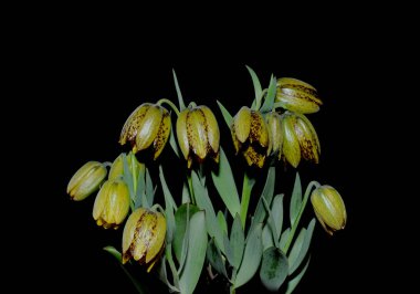 Kuzey Yarımküre'nin ılıman bölgelerine özgü Liliaceae familyasında, özellikle Akdeniz, güneybatı Asya ve Kuzey Amerika'nın batısında yaklaşık 100 ila 130 tür soğanlı bitki türü vardır..