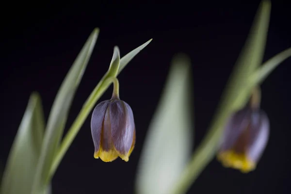 Hay Alrededor 100 130 Especies Plantas Bulbosas Familia Liliaceae Nativas —  Fotos de Stock
