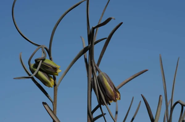 Kuzey Yarımküre Nin Ilıman Bölgelerine Özgü Liliaceae Familyasında Özellikle Akdeniz — Stok fotoğraf