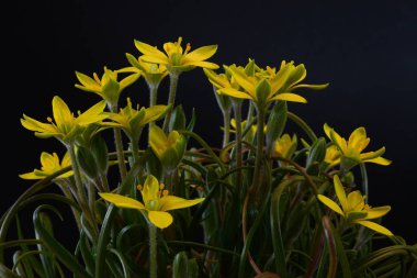 Gagea zambak giller familyasından büyük bir bahar çiçeği cinsine sahiptir. Öncelikle Avrasya'da bulunur ve Kuzey Afrika ve Kuzey Amerika'ya kadar uzanan birkaç tür bulunur..