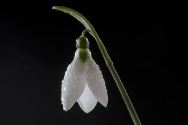 Galanthus (kardelen) amaryllidaceae familyasından yaklaşık 20 çeşit soğanlı otsu bitki cinsine ait küçük bir cinstir..