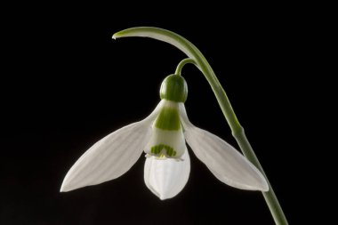 Galanthus (kardelen) amaryllidaceae familyasından yaklaşık 20 çeşit soğanlı otsu bitki cinsine ait küçük bir cinstir..
