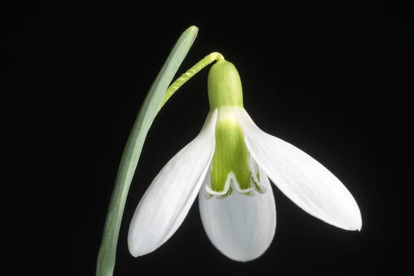 Galanthus Género Plantas Herbáceas Perennes Bulbosas Perteneciente Familia Amaryllidaceae —  Fotos de Stock