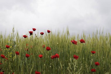 Tarladaki haşhaş çiçeği.