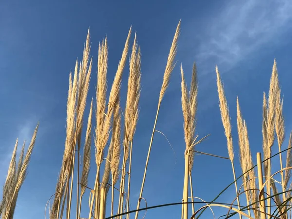 Planten Prachtige Zonsondergang — Stockfoto