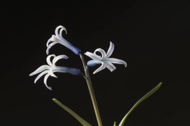 Hyacinthus aile Asparagaceae, alt familyaSSSSSS.These genellikle sümbül ler denir soğanlı, kokulu çiçekli bitkilerin küçük bir cins doğu Akdeniz'e özgüdür