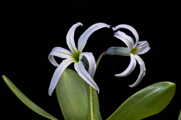 Hyacinthus Mały Rodzaj Bulw Pachnących Roślin Rodziny Asparagaceae Podrodziny Scilloideae — Zdjęcie stockowe