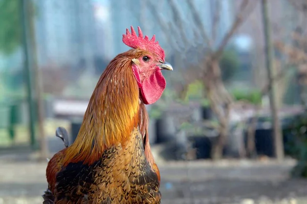 Coq Aussi Connu Sous Nom Coq Coq Est Oiseau Gallinacé Images De Stock Libres De Droits