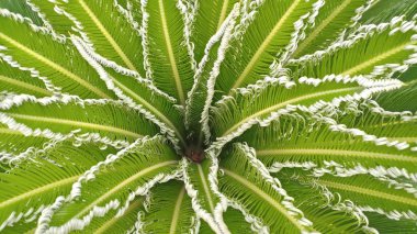 Cycas revoluta,sago palmiye, kral sago, sago cycad, sago palmiye yaprakları.