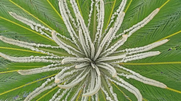 Cycas Revoluta Sago Palma Sago Rei Sago Cycad Sago Folhas — Fotografia de Stock