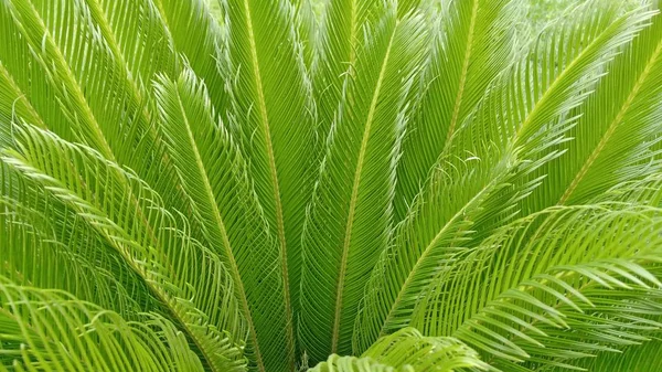 Cycas Revoluta Szágó Palm Király Szágó Szágó Cycad Szágó Pálmalevelek — Stock Fotó