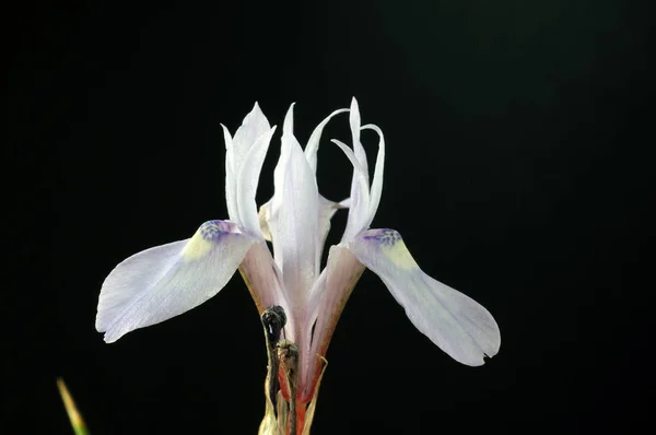 Iris is a genus of 300 species of flowering plants with showy flowers. It takes its name from the Greek word for a rainbow, which is also the name for the Greek goddess of the rainbow, Iris