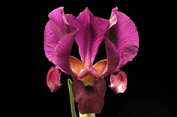 Iris is a genus of 300 species of flowering plants with showy flowers. It takes its name from the Greek word for a rainbow, which is also the name for the Greek goddess of the rainbow, Iris