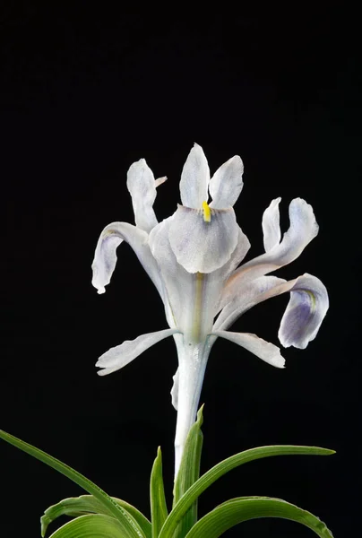 Iris is a genus of 300 species of flowering plants with showy flowers. It takes its name from the Greek word for a rainbow, which is also the name for the Greek goddess of the rainbow, Iris