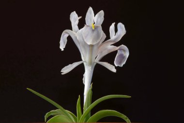 Iris gösterişli çiçekleri ile çiçekli bitkilerin 300 tür bir cinstir. Adını Yunanca gökkuşağı kelimesinden alır, aynı zamanda gökkuşağının Yunan tanrıçası İris'in de adıdır.