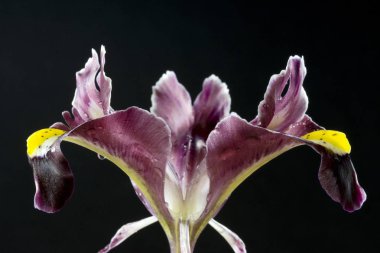 Iris gösterişli çiçekleri ile çiçekli bitkilerin 300 tür bir cinstir. Adını Yunanca gökkuşağı kelimesinden alır, aynı zamanda gökkuşağının Yunan tanrıçası İris'in de adıdır.