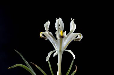 Iris gösterişli çiçekleri ile çiçekli bitkilerin 300 tür bir cinstir. Adını Yunanca gökkuşağı kelimesinden alır, aynı zamanda gökkuşağının Yunan tanrıçası İris'in de adıdır.