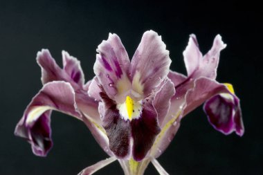 Iris gösterişli çiçekleri ile çiçekli bitkilerin 300 tür bir cinstir. Adını Yunanca gökkuşağı kelimesinden alır, aynı zamanda gökkuşağının Yunan tanrıçası İris'in de adıdır.