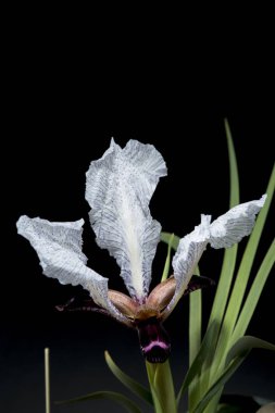 Iris gösterişli çiçekleri ile çiçekli bitkilerin 300 tür bir cinstir. Adını Yunanca gökkuşağı kelimesinden alır, aynı zamanda gökkuşağının Yunan tanrıçası İris'in de adıdır.