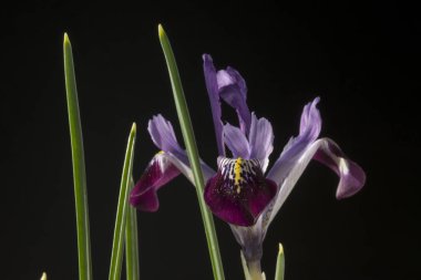 Iris gösterişli çiçekleri ile çiçekli bitkilerin 300 tür bir cinstir. Adını Yunanca gökkuşağı kelimesinden alır, aynı zamanda gökkuşağının Yunan tanrıçası İris'in de adıdır.