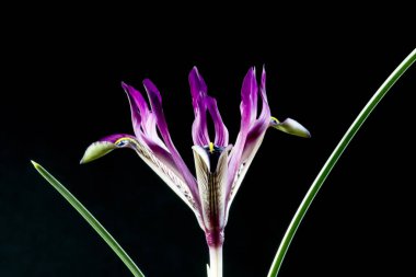 Iris gösterişli çiçekleri ile çiçekli bitkilerin 300 tür bir cinstir. Adını Yunanca gökkuşağı kelimesinden alır, aynı zamanda gökkuşağının Yunan tanrıçası İris'in de adıdır.