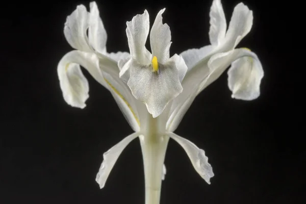 Iris Een Geslacht Van 300 Soorten Bloeiende Planten Met Opzichtig — Stockfoto