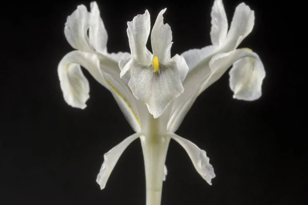 Iris is a genus of 300 species of flowering plants with showy flowers. It takes its name from the Greek word for a rainbow, which is also the name for the Greek goddess of the rainbow, Iris