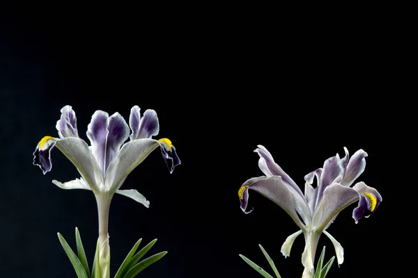 Iris is a genus of 300 species of flowering plants with showy flowers. It takes its name from the Greek word for a rainbow, which is also the name for the Greek goddess of the rainbow, Iris