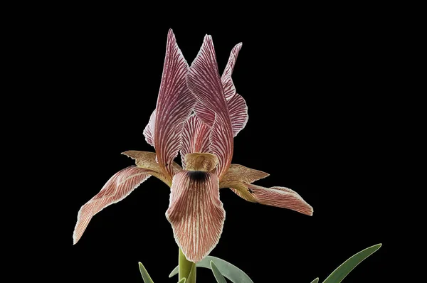 Iris Ist Eine Gattung Von 300 Arten Blühender Pflanzen Mit — Stockfoto