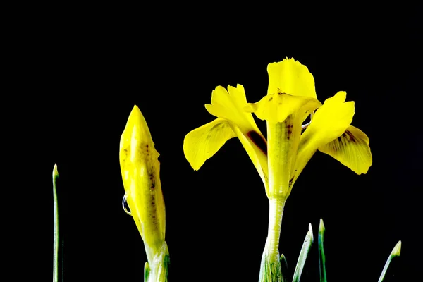 アイリスは 派手な花を持つ開花植物の300種の属です それは虹のギリシャの女神 アイリスの名前でもある虹のためにギリシャ語の単語からその名前を取ります — ストック写真