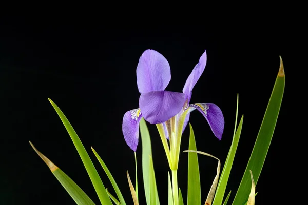 Iris is a genus of 300 species of flowering plants with showy flowers. It takes its name from the Greek word for a rainbow, which is also the name for the Greek goddess of the rainbow, Iris