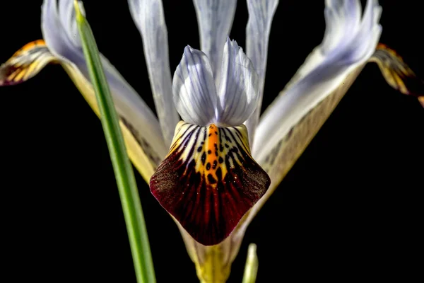 Iris is a genus of 300 species of flowering plants with showy flowers. It takes its name from the Greek word for a rainbow, which is also the name for the Greek goddess of the rainbow, Iris