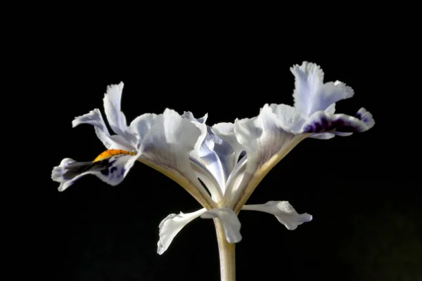 Iris is a genus of 300 species of flowering plants with showy flowers. It takes its name from the Greek word for a rainbow, which is also the name for the Greek goddess of the rainbow, Iris