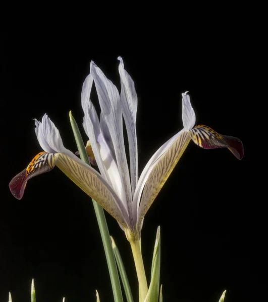 Iris is a genus of 300 species of flowering plants with showy flowers. It takes its name from the Greek word for a rainbow, which is also the name for the Greek goddess of the rainbow, Iris