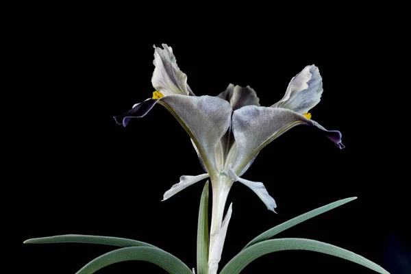 Iris Género Botânico Pertencente Família Asteraceae Ele Leva Seu Nome — Fotografia de Stock