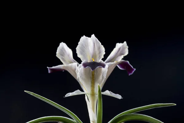Iris Est Genre 300 Espèces Plantes Fleurs Aux Fleurs Voyantes — Photo