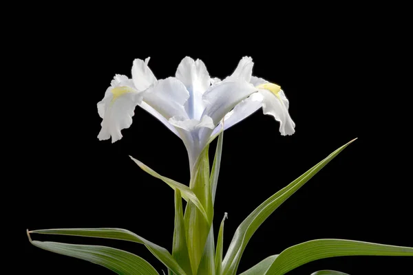 Iris Ist Eine Gattung Von 300 Arten Blühender Pflanzen Mit — Stockfoto