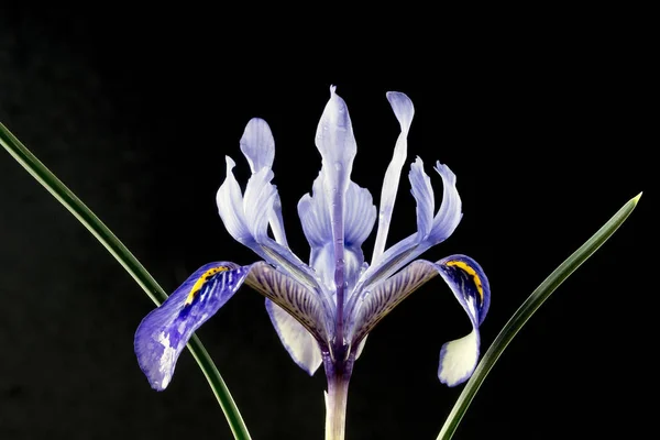 Iris Gösterişli Çiçekleri Ile Çiçekli Bitkilerin 300 Tür Bir Cinstir — Stok fotoğraf