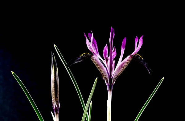 Iris Genus 300 Species Flowering Plants Showy Flowers Takes Its — Stock Photo, Image