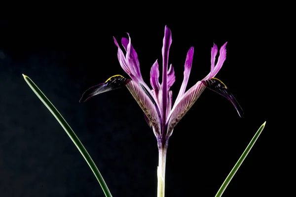 Iris is a genus of 300 species of flowering plants with showy flowers. It takes its name from the Greek word for a rainbow, which is also the name for the Greek goddess of the rainbow, Iris