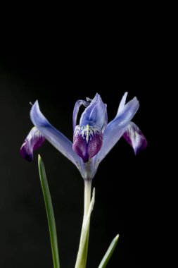 Iris gösterişli çiçekleri ile çiçekli bitkilerin 300 tür bir cinstir. Adını Yunanca gökkuşağı kelimesinden alır, aynı zamanda gökkuşağının Yunan tanrıçası İris'in de adıdır.