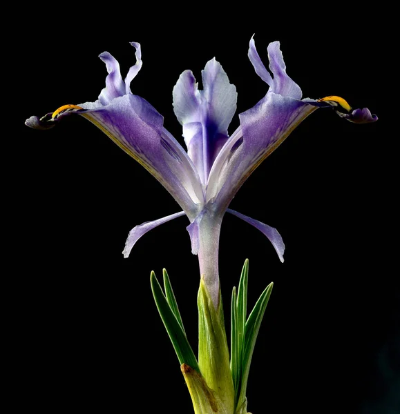 Iris Género Botânico Pertencente Família Asteraceae Ele Leva Seu Nome — Fotografia de Stock