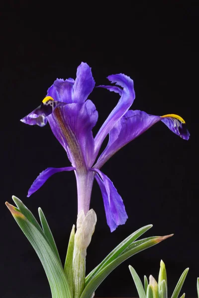 Iris is a genus of 300 species of flowering plants with showy flowers. It takes its name from the Greek word for a rainbow, which is also the name for the Greek goddess of the rainbow, Iris