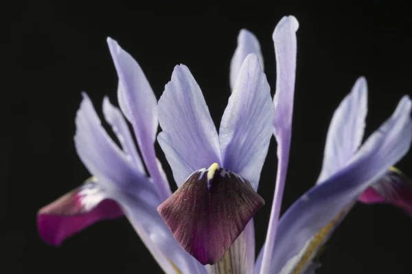 アイリスは 派手な花を持つ開花植物の300種の属です それは虹のギリシャの女神 アイリスの名前でもある虹のためにギリシャ語の単語からその名前を取ります — ストック写真