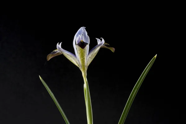 Iris is a genus of 300 species of flowering plants with showy flowers. It takes its name from the Greek word for a rainbow, which is also the name for the Greek goddess of the rainbow, Iris